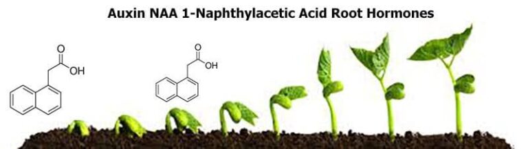 NAA Naphthaleneacetic Acid Bí quyết kích rễ giảm stress cho cây