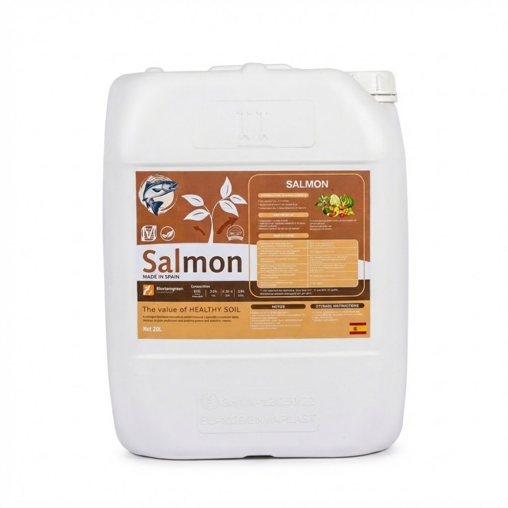 Salmon