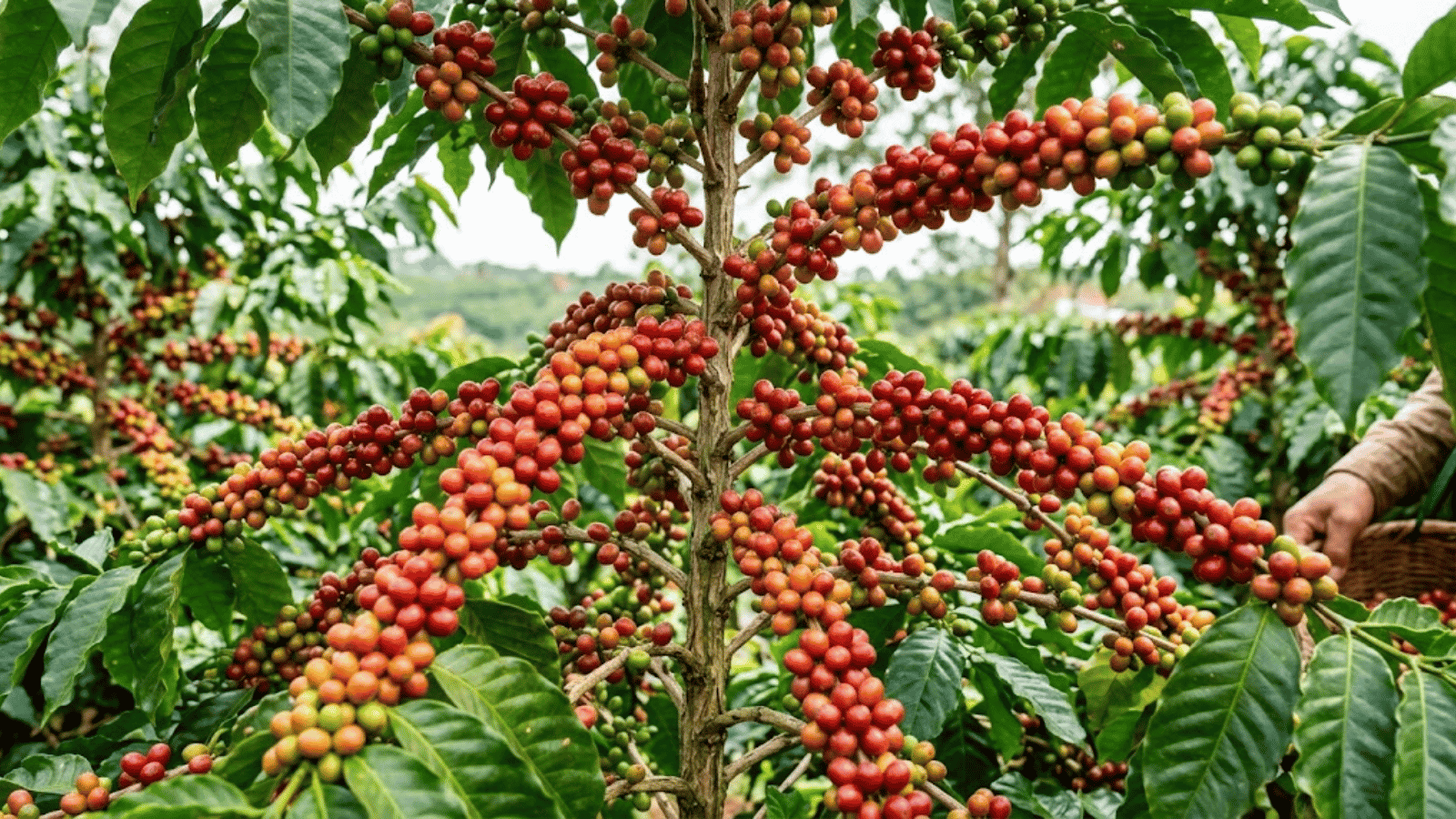Cà phê