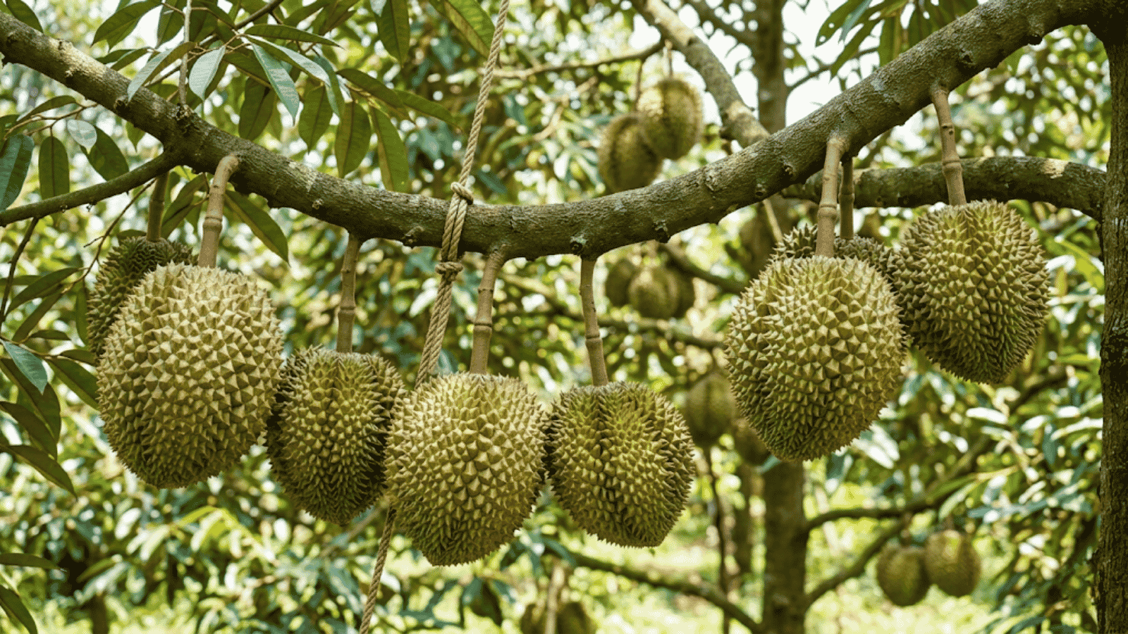 Sầu riêng