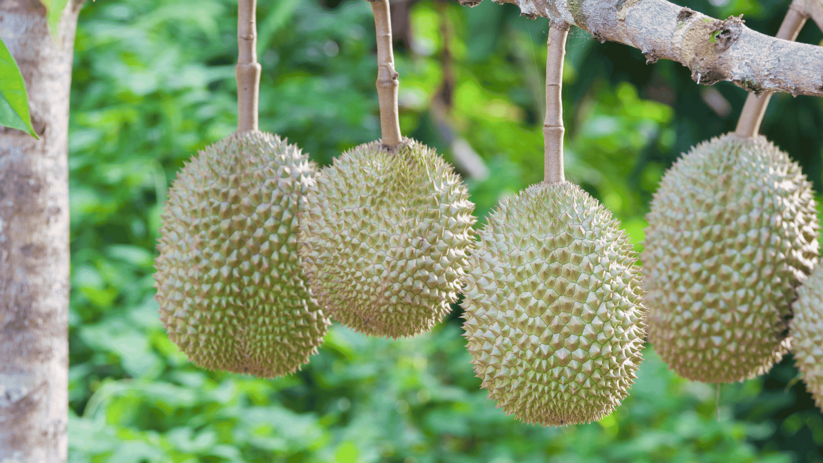 Sầu riêng