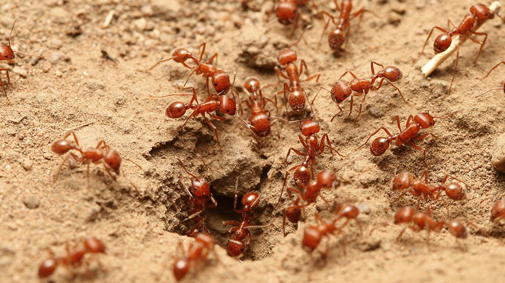 FireAnts