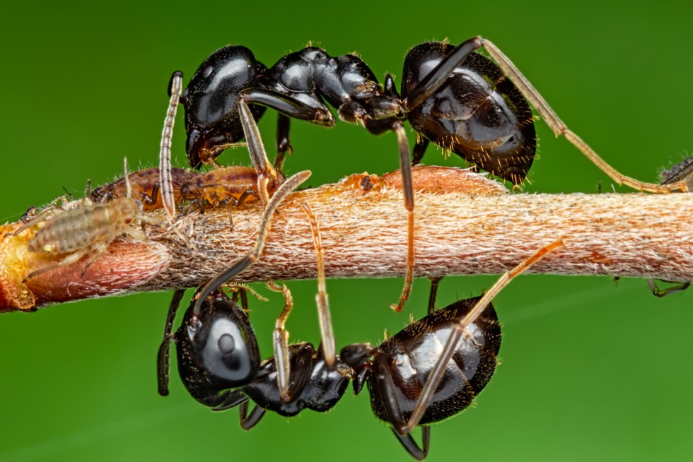 Honeydew ants