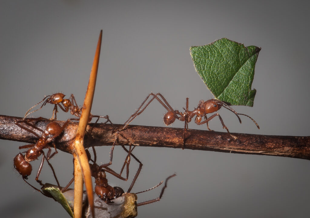 Leafcutter ants)