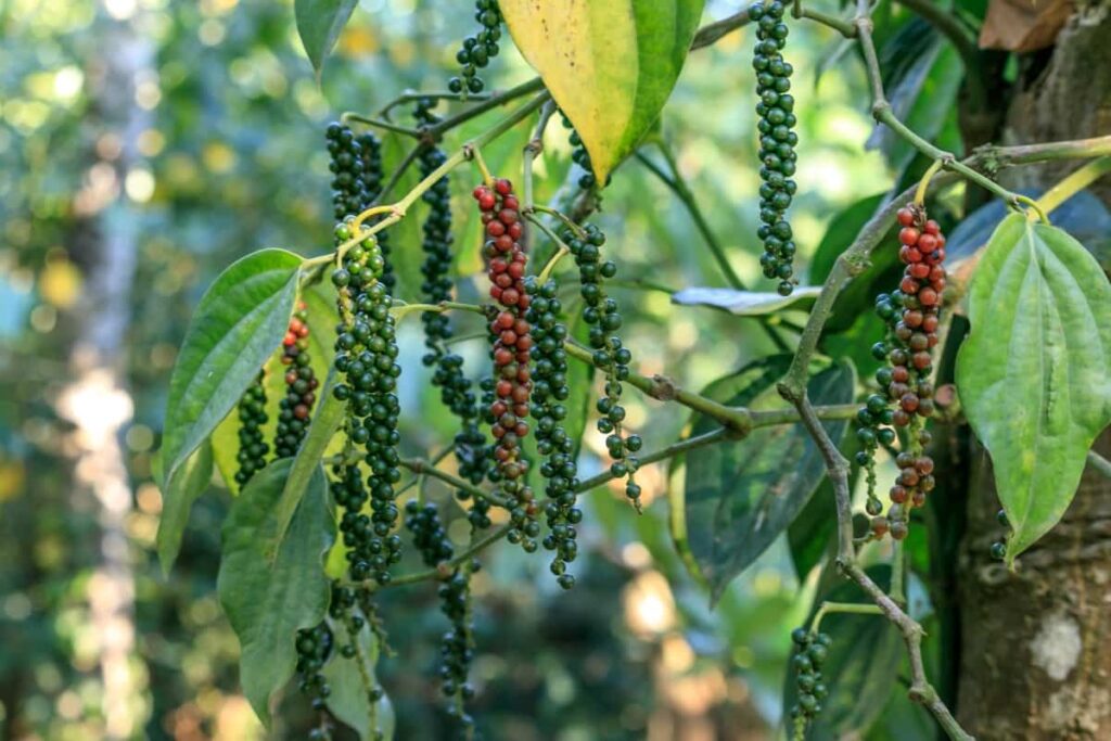 Cây hồ tiêu