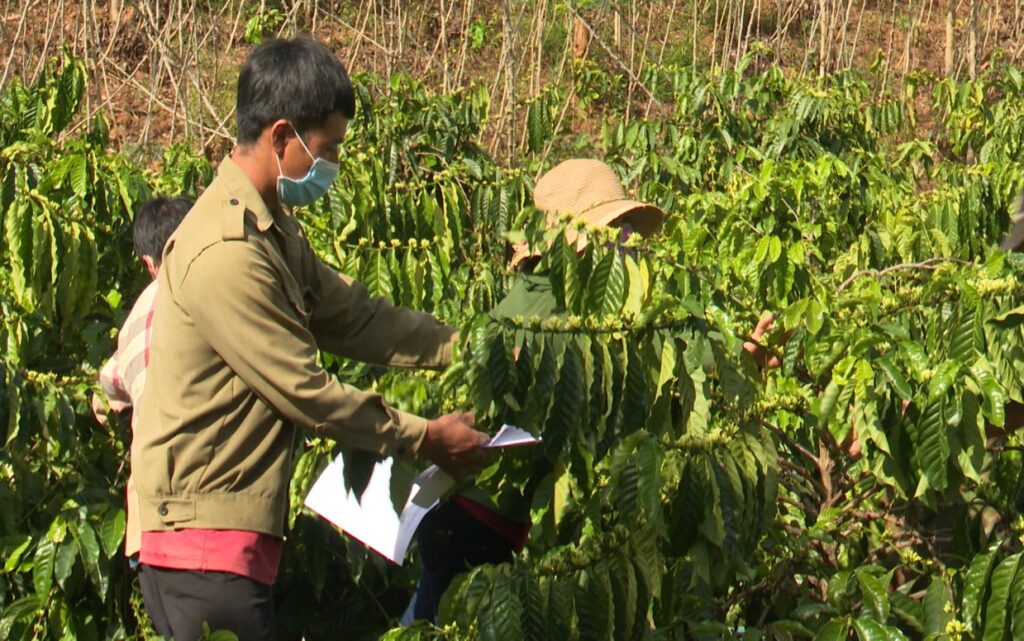 Chăm sóc cà phê sau khi thu hoạch