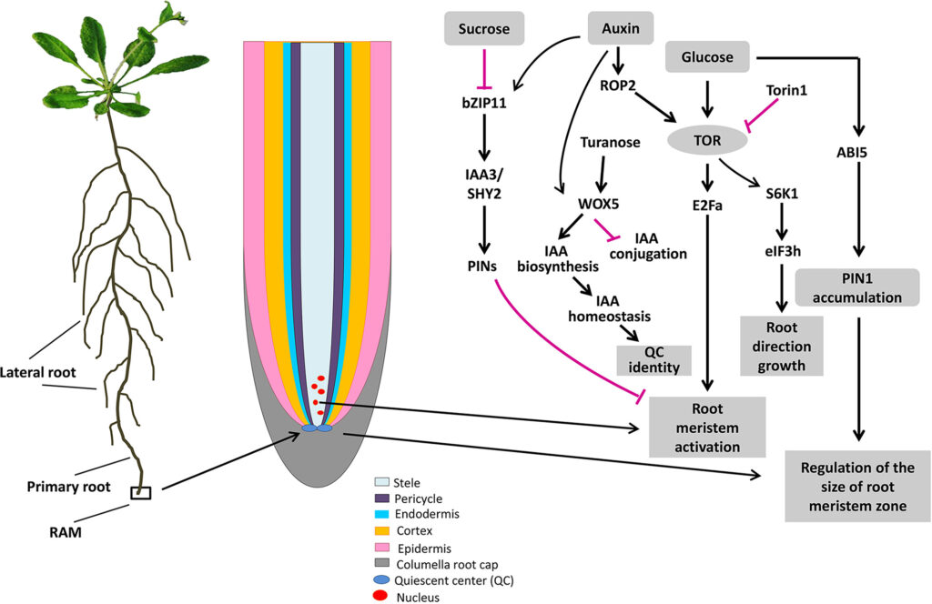 Auxin