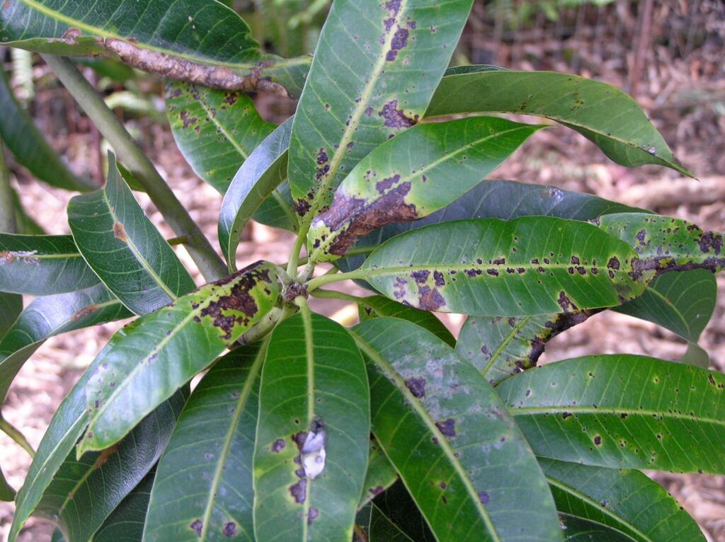 Bệnh hại ở cây xoài