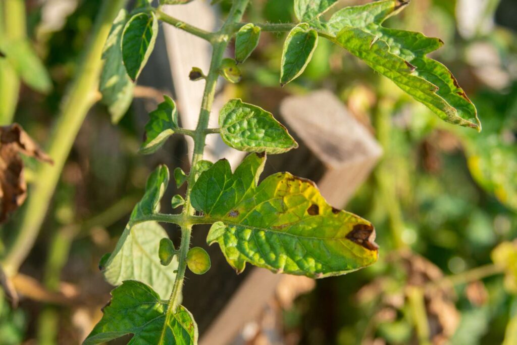 Bệnh ở cây cà chua