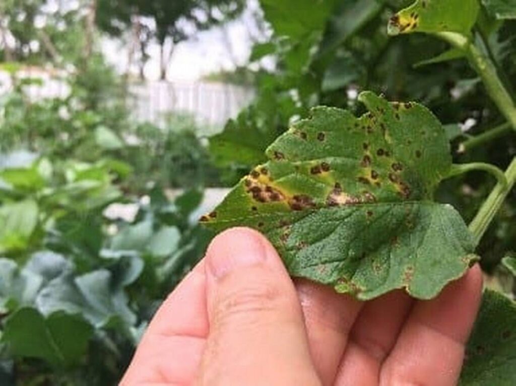 Bệnh trên cây cà chua