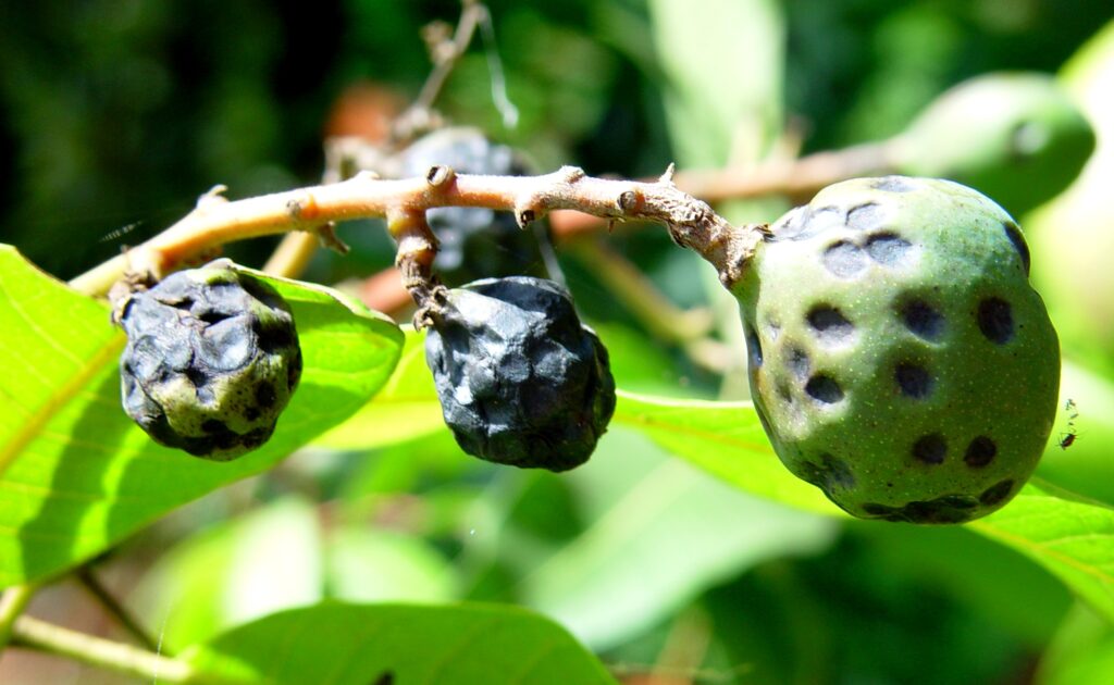 Sâu hại ở cây xoài