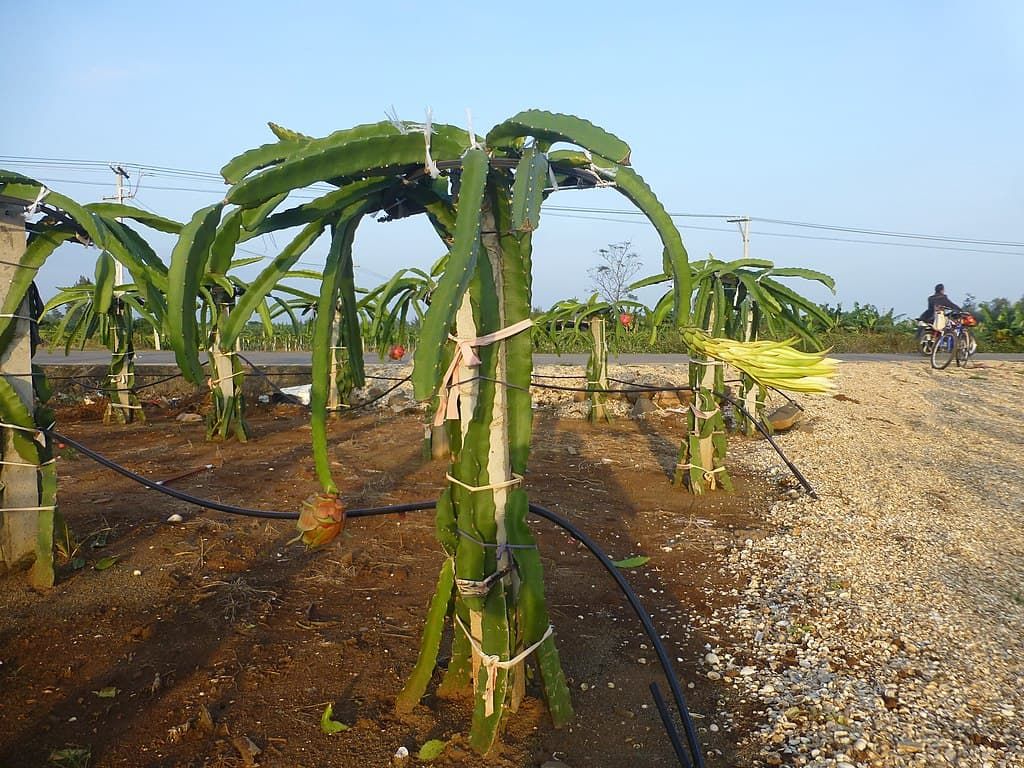 Làm trụ cho cây thanh long