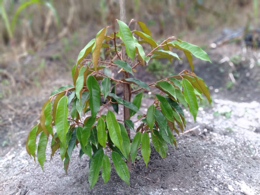 Sầu riêng Monthong