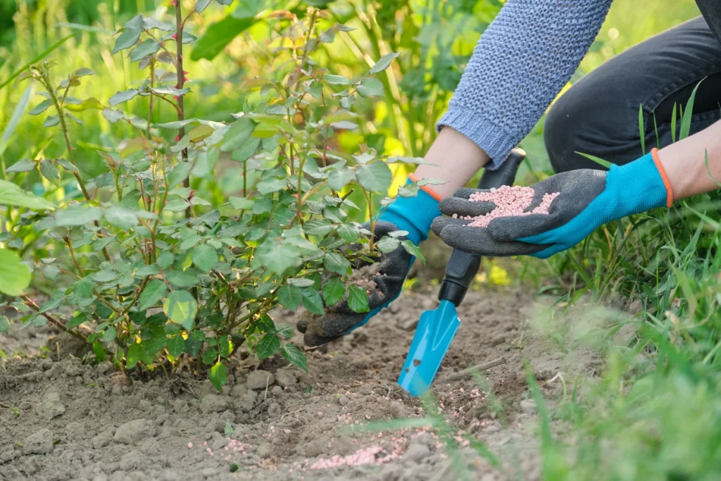 Best Rose Fertilizer for the Garden