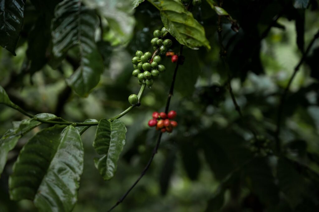 Robusta