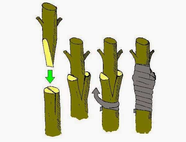 Ghép cành gồm các kiểu ghép: Hướng dẫn chi tiết cho người mới bắt đầu