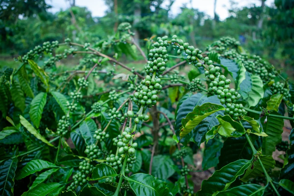 Robusta