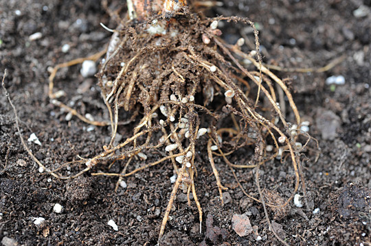 Vi khuan Rhizobium