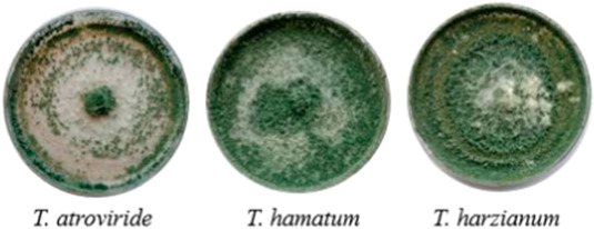 cac loai trichoderma