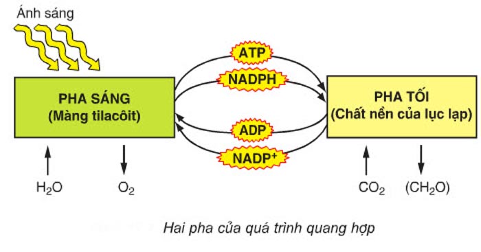 noi dien ra quang hop