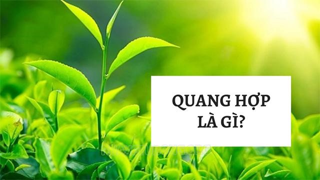 quang hop la gi