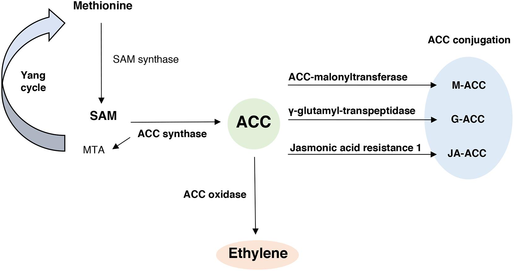 quy trinh bien doi ACC thanh ethylene