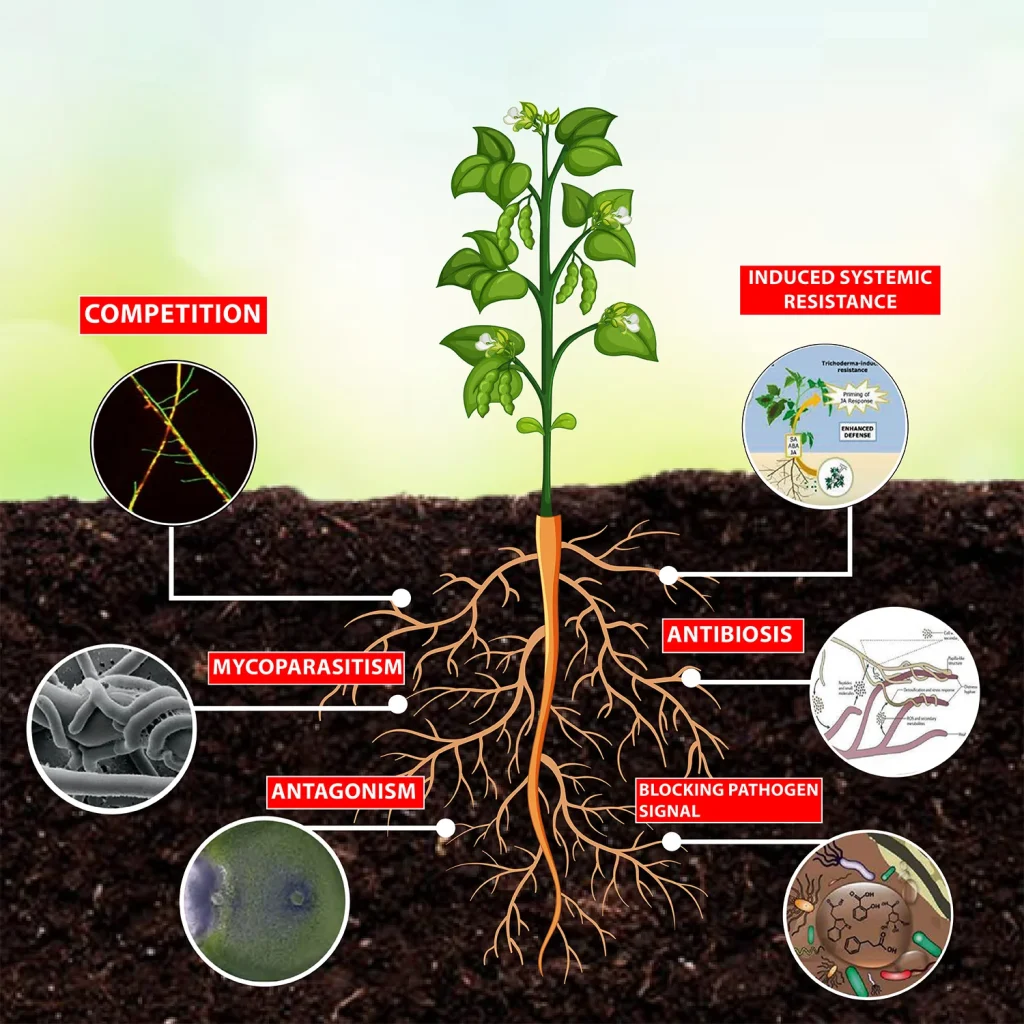 vai tro trichoderma