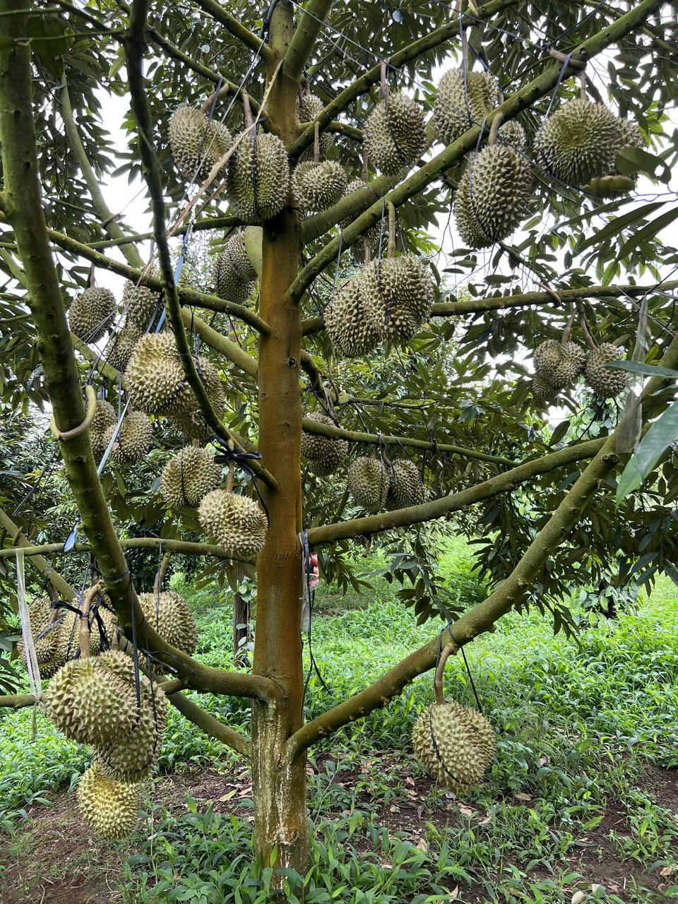 vi luong cho sau rieng giai doan nuoi trai