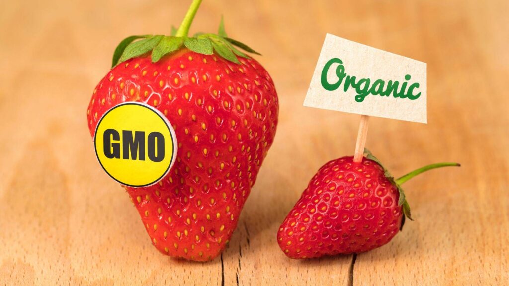 GMO