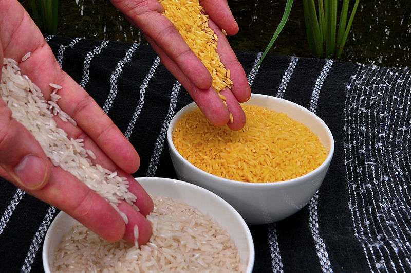 GoldenRice