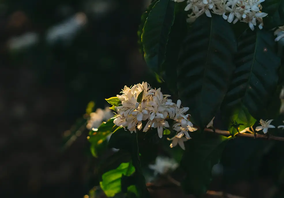 Cà phê ra bông sớm