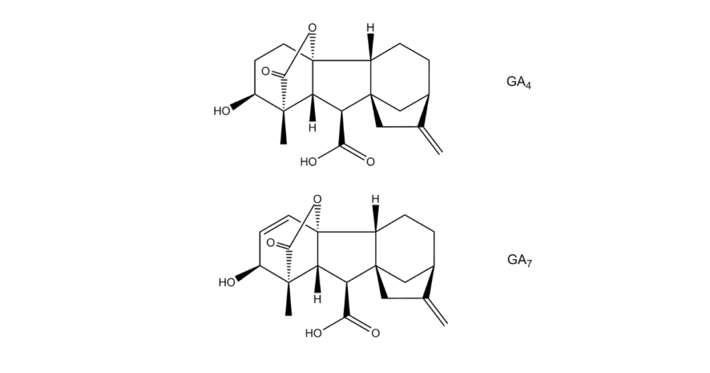 Gibberellin GA4+7