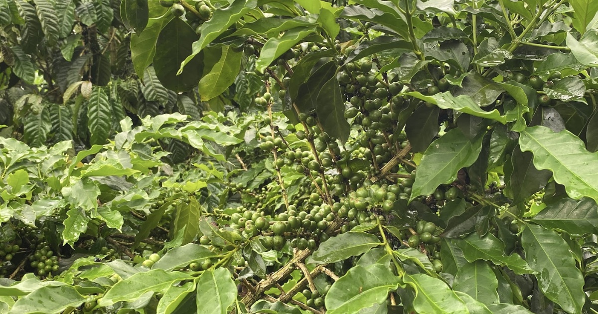 Bí quyết bón phân NPK cho cà phê trong mùa mưa – mùa khô Làm sao tối ưu hấp thu mà không thất thoát