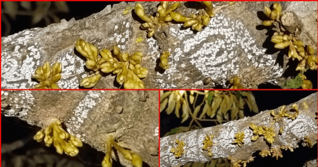 Bí quyết nhận diện mầm hoa sớm để xử lý đúng thời điểm 8 Bi quyet nhan dien mam hoa som de xu ly dung thoi diem