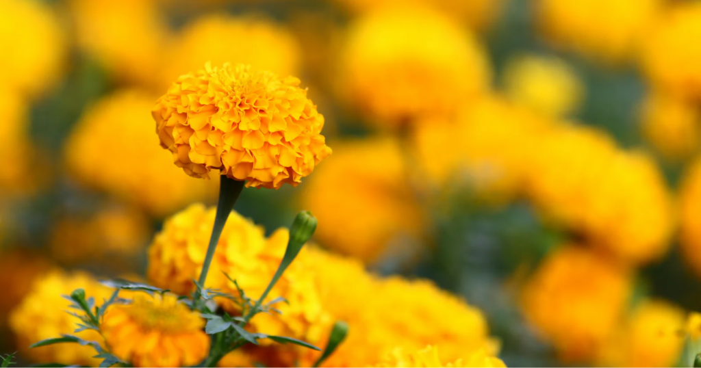 GA3 hay Paclobutrazol – nên chọn cái nào xử lý ra hoa