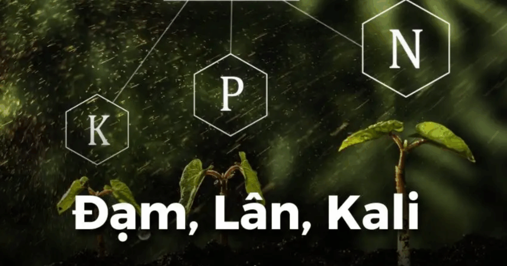 Hiểu đúng về vai trò dẫn đường của lân (P) trong phối hợp với đạm (N) và kali (K)