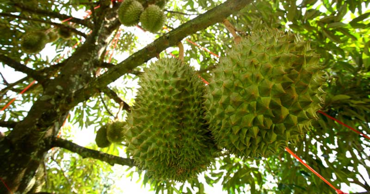 Kỹ thuật nuôi trái to – làm sao để trái lớn nhanh mà không bị rỗng ruột, nứt vỏ