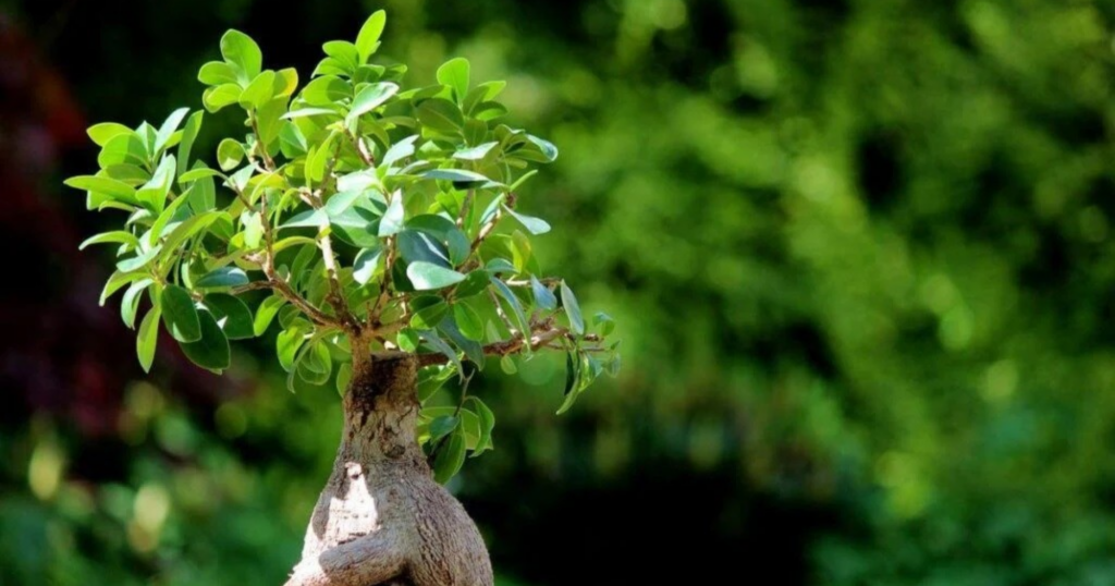 Lân trong pha chuyển sinh lý Từ sinh trưởng sang sinh sản cây trồng