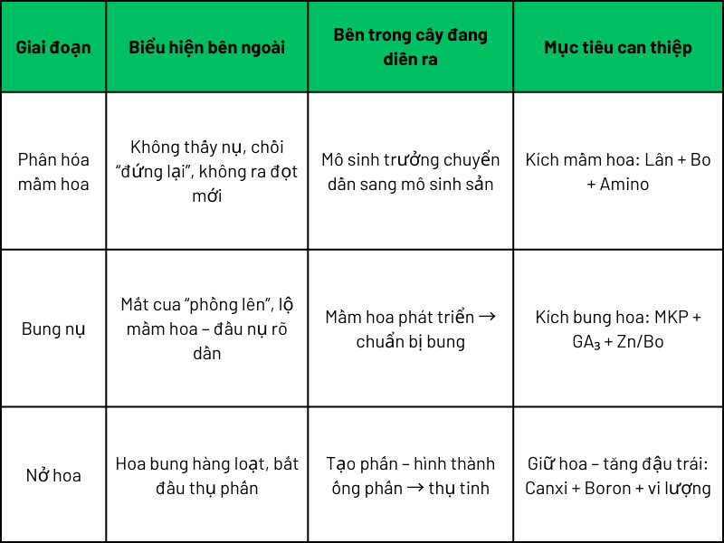 Phân biệt rõ 3 giai đoạn Phân hóa – Bung nụ – Nở hoa