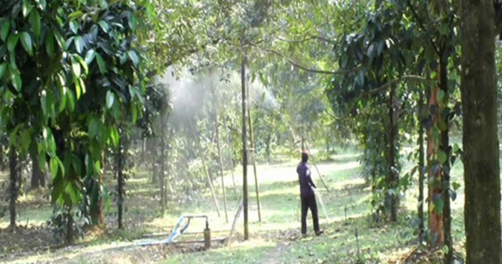 Phun phân bón lá lân cao cho sầu riêng