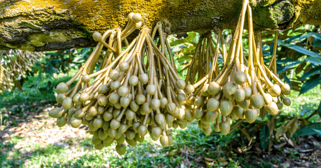 Tại sao phun kích hoa mà cây không ra hoa