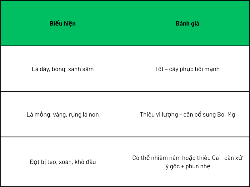 Theo dõi biểu hiện của tán lá phục hồi
