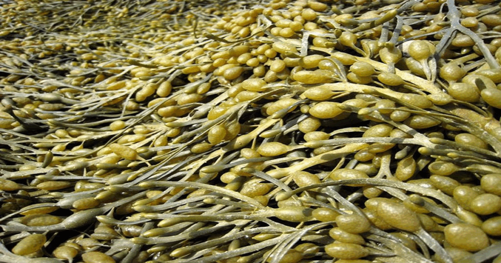 Tao Ascophyllum nodosum resized