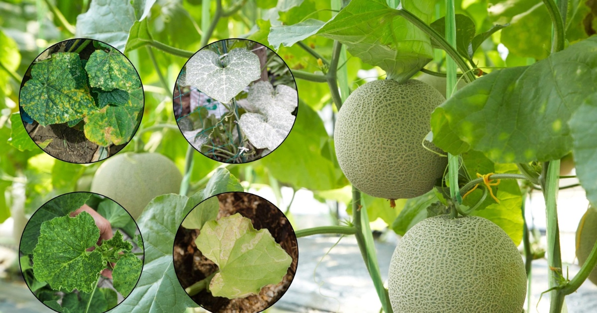 Biện pháp phòng trị bệnh thán thư, đốm lá và cháy lá trên dưa lưới