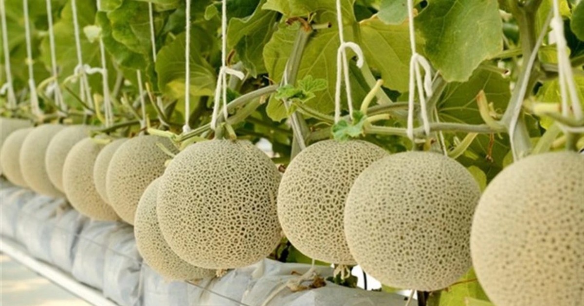 Cách chọn trái giữ lại đúng vị trí và thời điểm đối với dưa lưới trong nhà màng