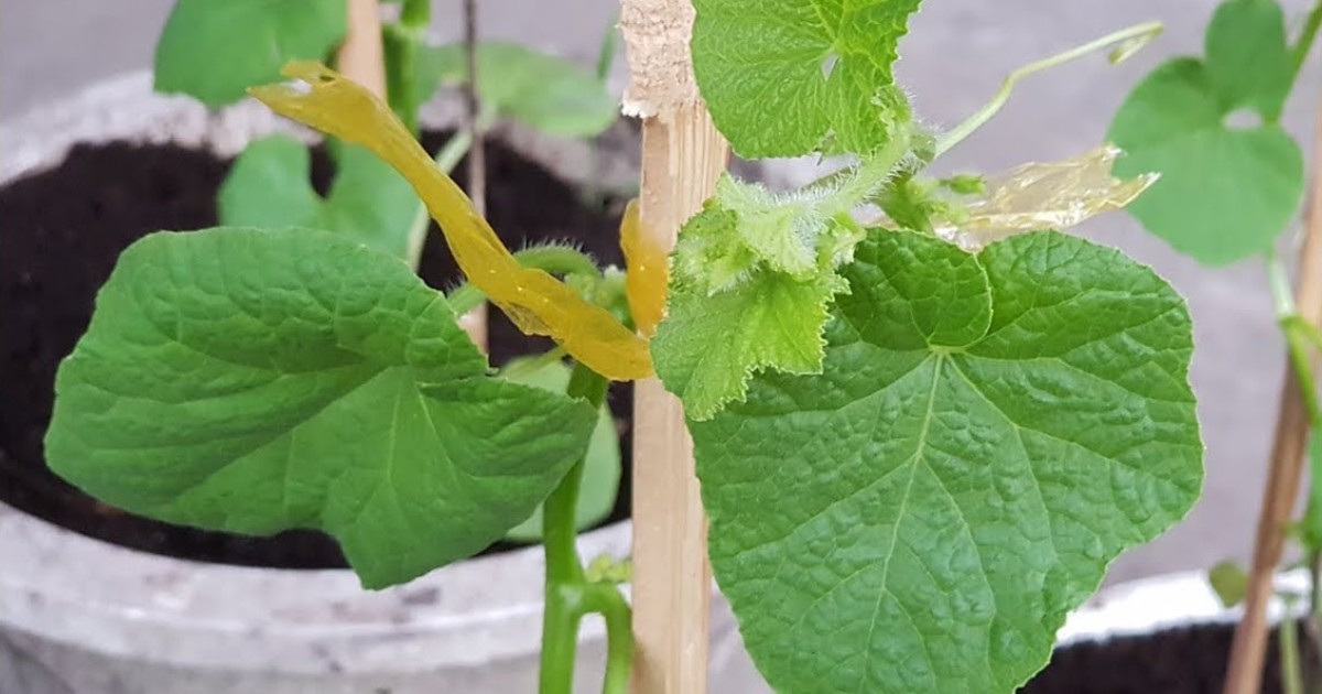 Cách đọc bộ lá dưa lưới để biết tình trạng dinh dưỡng