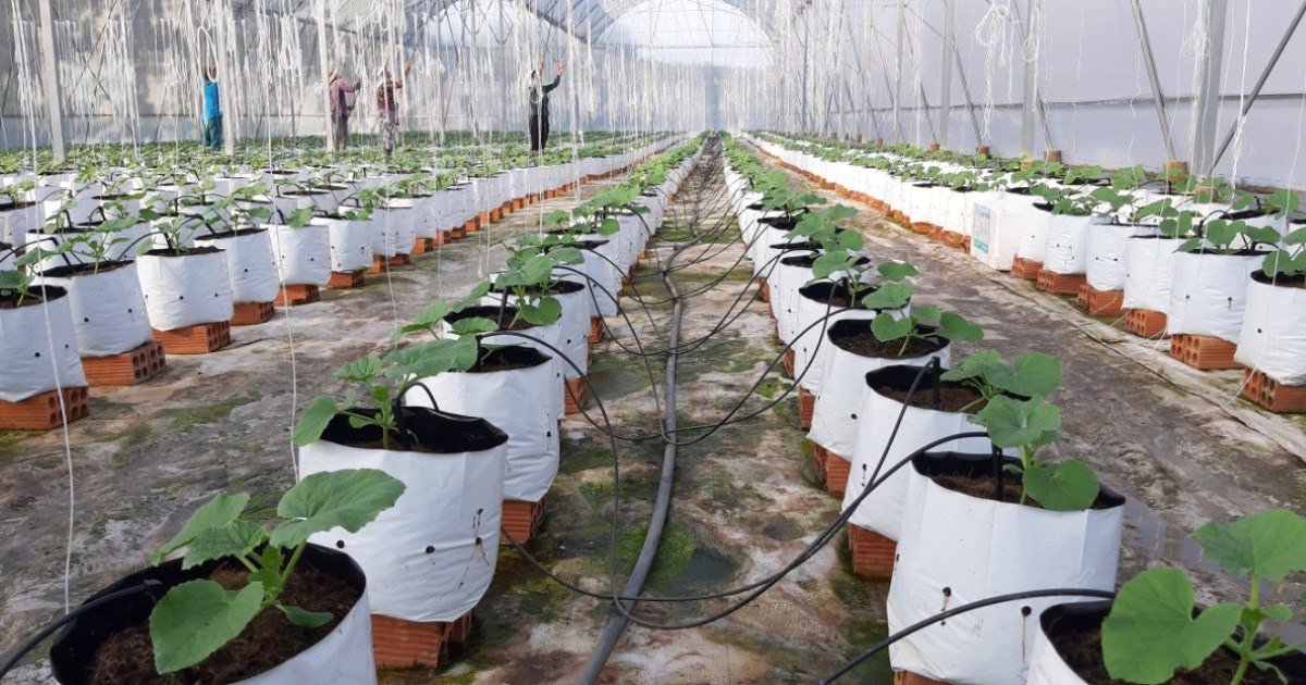 Cách hiệu chỉnh pH đơn giản trong hệ thống tưới nhỏ giọt khi trồng dưa lưới