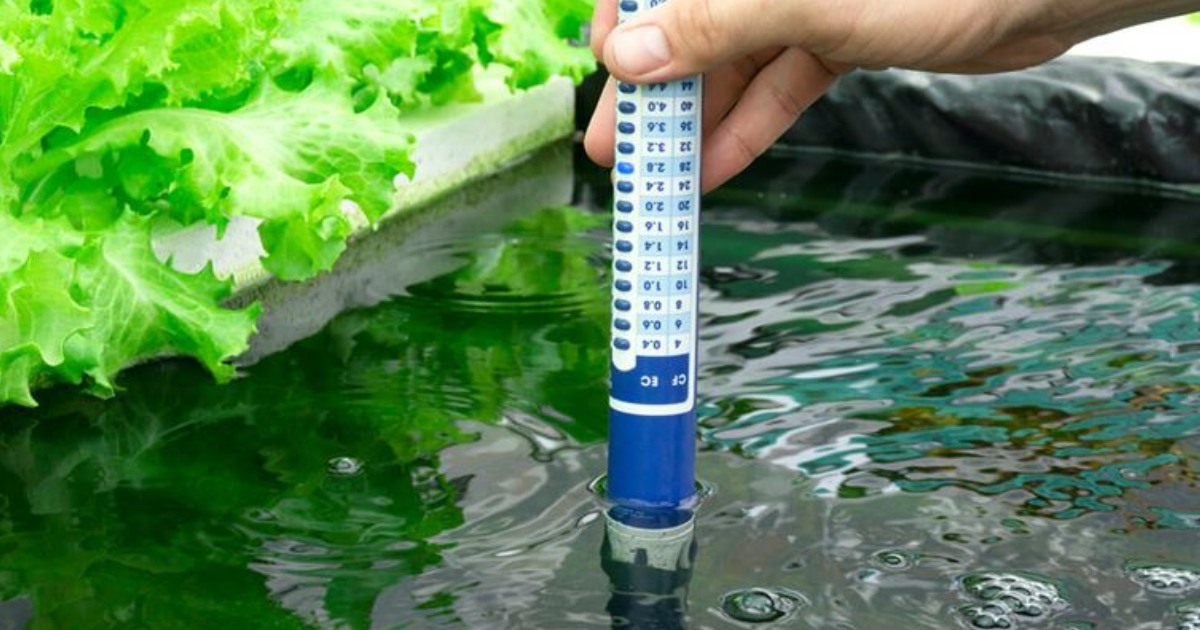 Cách lập bảng nhật ký EC – pH và theo dõi phản ứng sinh lý cây dưa lưới theo tuần (1)