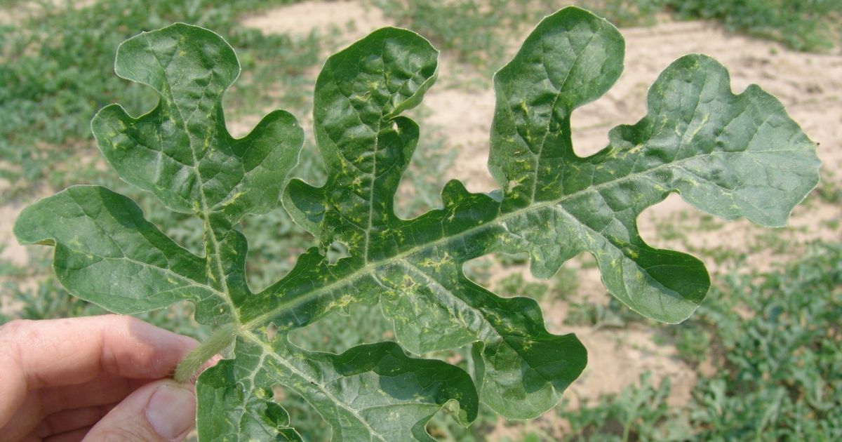 Cách nhận biết và phòng trừ bọ trĩ trên dưa lưới