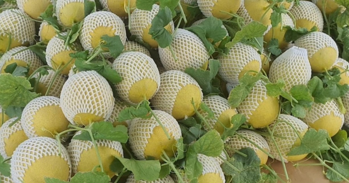 Cách phân loại và đóng gói dưa lưới đúng tiêu chuẩn thương mại